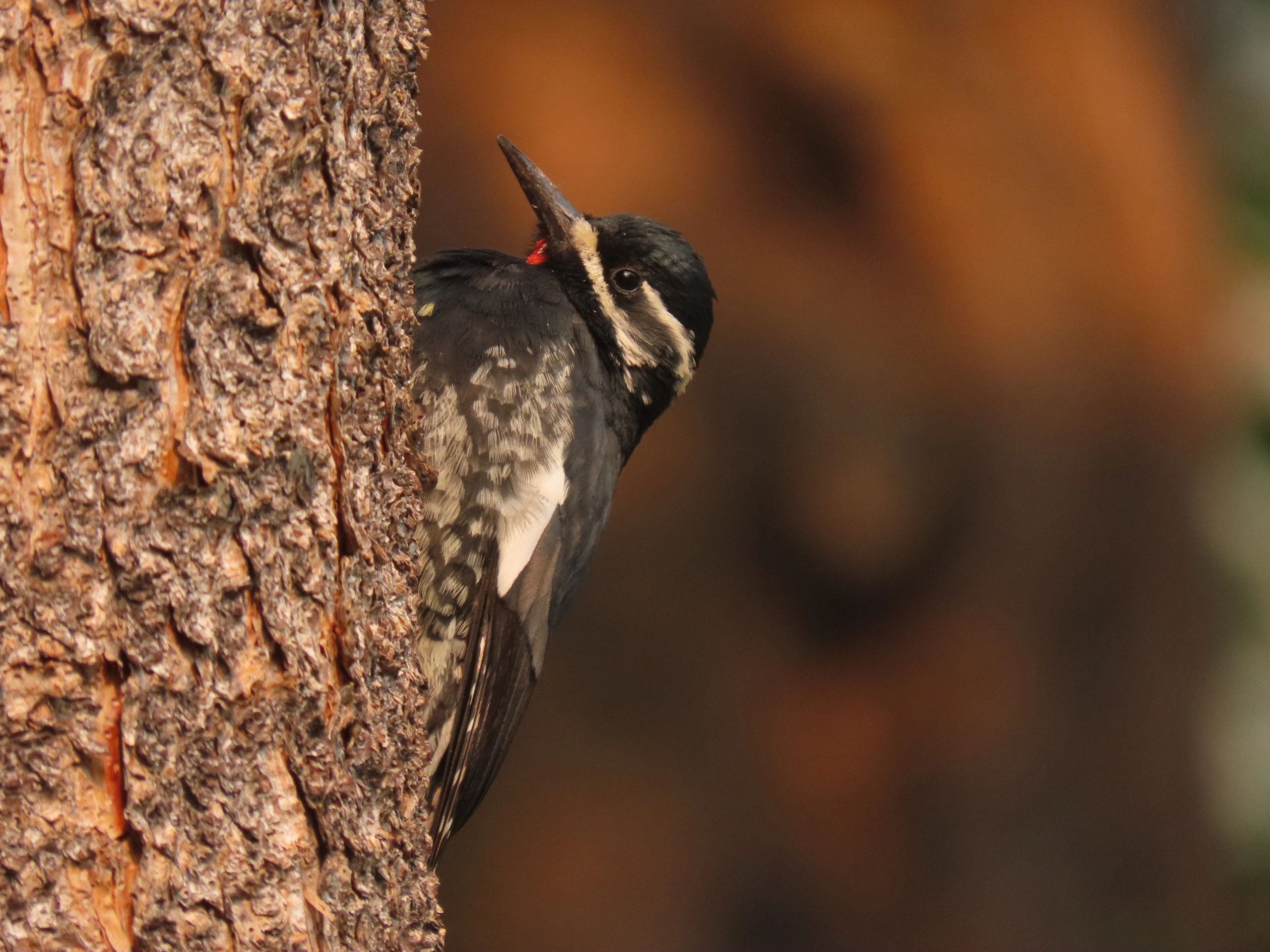 california birding tours